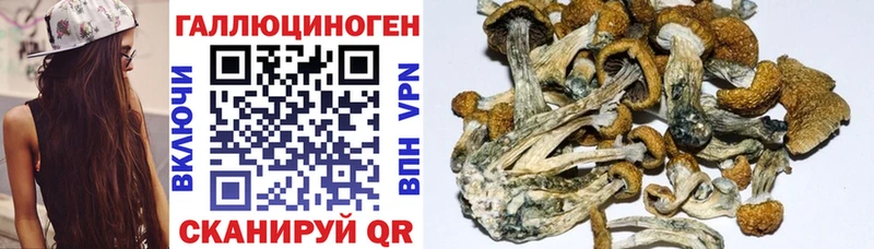 Псилоцибиновые грибы Cubensis Михайловка